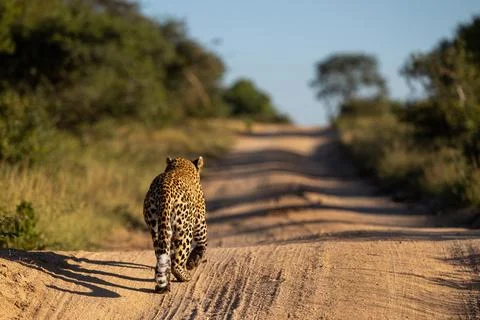 The back view of a leopard, Panthera pardus, walking down a road. Foto stock
