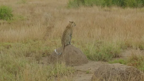 Back view of leopard with tracking collar sitting on hind legs on rock Stock Footage 253459250