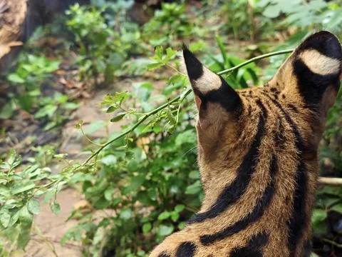 Back view of Leptailurus serval's head with black ears in the zoo Stock Photos
