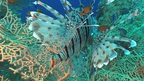 Back View of Lionfish on Soft Coral Stock Footage 286310650