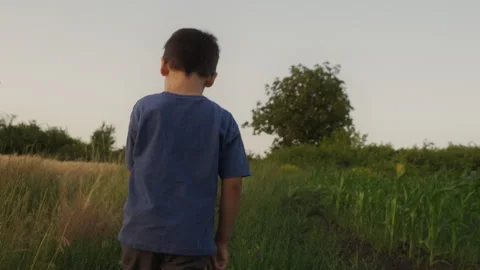 Back view of a little boy in a t-shirt walking on the corn field on a fine Stock Footage 250154282