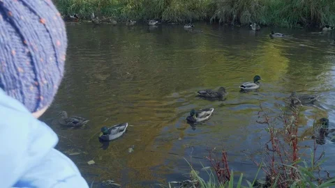 Back view of little boy throwing food into river to feed ducks Stock Footage 103183319