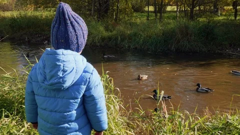 Back view of little boy throwing food into river to feed ducks Stock Footage 103183896