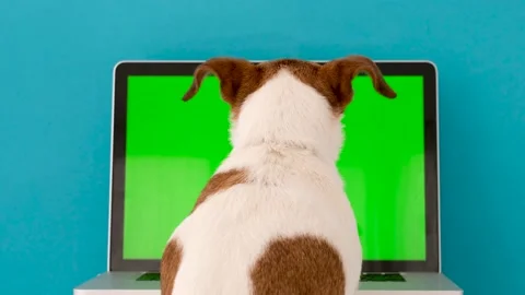 Back view of little dog looking at green computer screen while sitting against Stock Footage 153638765