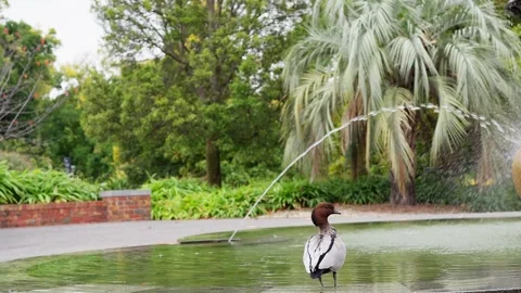 Back view of little duck standing at fountain in park. Vídeo Stock 241145873