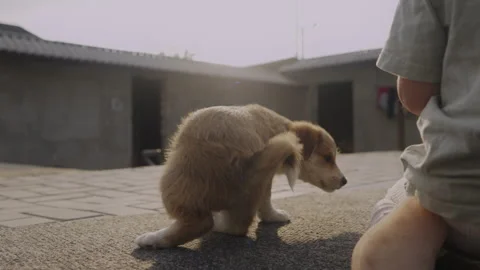 Back view of little kid sitting on the backyard having fun with the puppy dog Vidéo 249628043