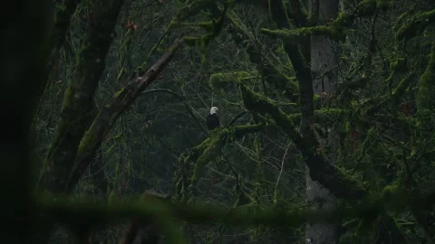Back View Of Lone Bald Eagle Perched Amidst Lush, Moss-laden Tree Branch On Stock Footage 328356553
