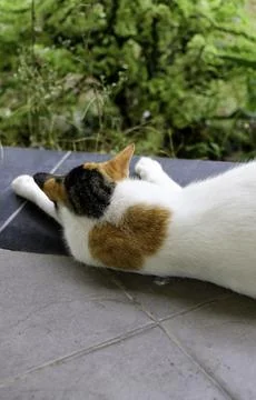 A back view of lonely cat resting comfortably on the public floor Stock Photos