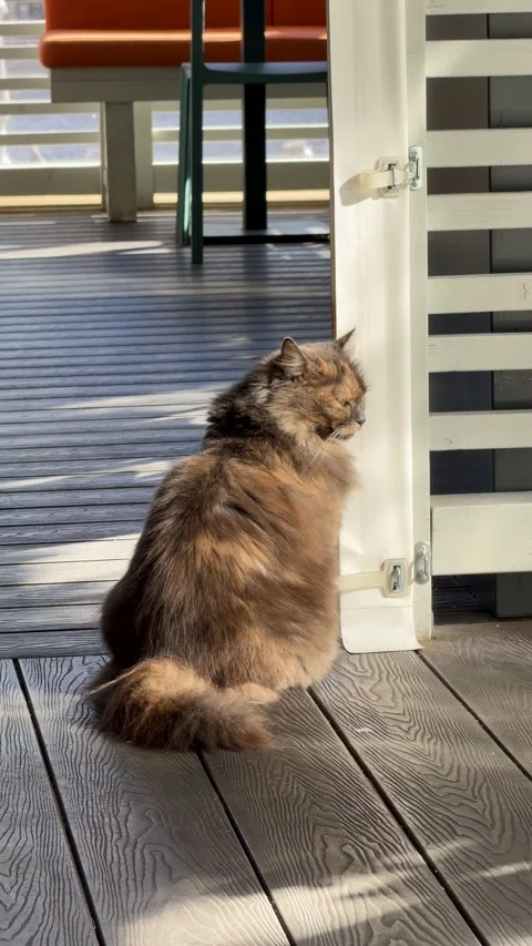 Back view of a lovely fluffy cat sitting on wooden floor Stock Footage 347817244