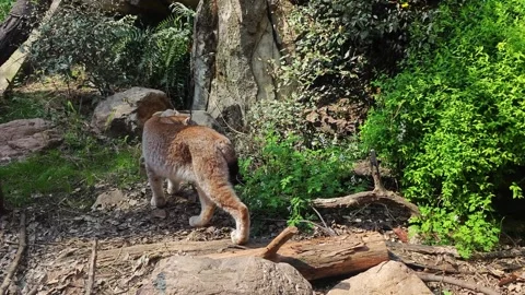 Back view of a lynx walks gracefully across lush green bushes Stock Footage 337097062