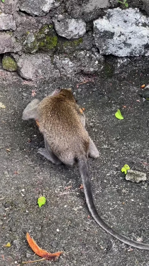 A back view of a macaque gnawing on a coconut on an island. Stock Footage 336354117