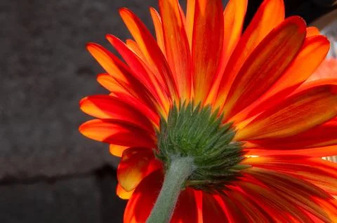 Back view of macro photo Orange Gerbera Daisy Stock Photos