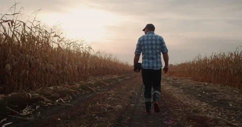 Back view: A male farmer walks along the road along the fields of corn, in his Stock Footage 140993841