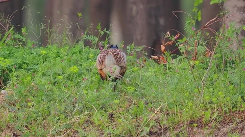 Back View of Male Ring-necked Pheasant Walking in Wild Meadow. Video stock 328898233