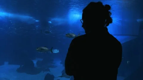 Back view of man observing aquarium fish Stock Footage 331659739