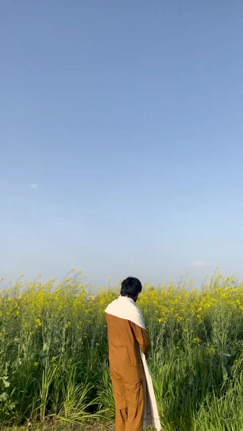 Back View Of Man Standing In Yellow Mustard Field Vídeo Stock 334084624