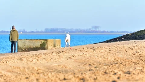 Back view of a man walking with his big white dog along the seashore Stock Footage 301568985