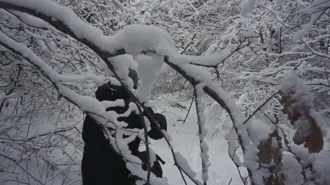 Back view on the man walking in the winter forest with his smartphone to shoot a Видео 101119362