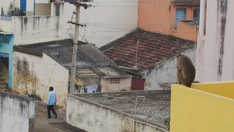 Back view of monkey sitting on roof edge looking at man walking on indian street Vidéo 127900306