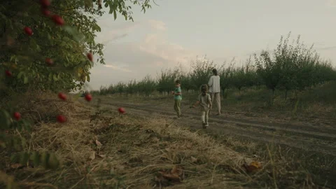 Back view of a mother with her two grown up kids walking through an orchard Stock Footage 252309104