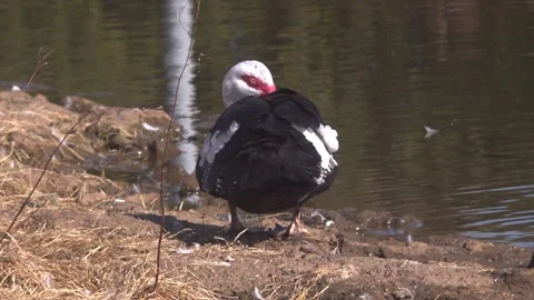 Back View of Muscovy Duck Shaking Feathers Vídeos de archivo 327953412