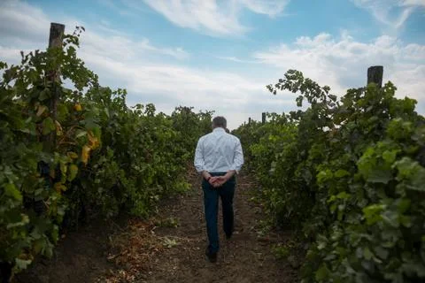 Back view of old man vintner who walking in vineyard. Stock Photos