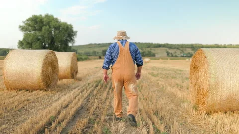 Back view of older farmer walking away among large round hay bales. Stock Footage 342174142