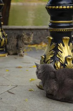 Back view of one cat looking on the face of another cat behind post 库存照片