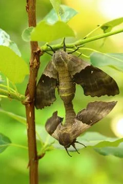 The back view of a pair of poplar sphinx moths mating Stock Photos