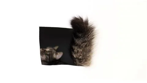 Back view of persian cat tail black and white background. the cat climbed into 스톡 사진