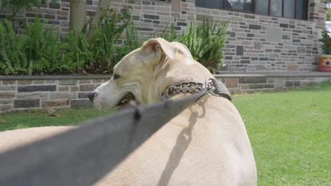 Back view of a pet pit bull wearing a collar and leash while walking 動画素材 341981663