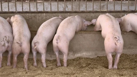 Back view of pigs feeding in organic rural farm agricultural. Stock Footage 149343476