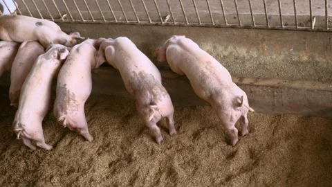 Back view of pigs feeding in organic rural farm agricultural. Stock Footage 149343645