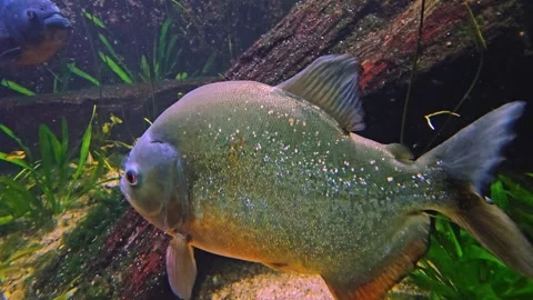 Back view of a piranha Stock Footage 277537320