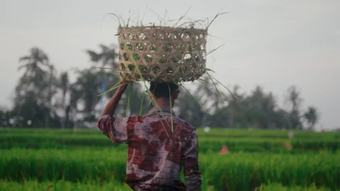 Back view of planter walking across rice field Stock Footage 97147469