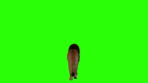 Back View Of Realistic Lion Walking Green Screen Background Video Footage Stock Footage 318344630