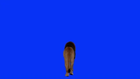 Back View Of Realistic Lion Walking Blue Screen Background Video Footage Stock Footage 318344632