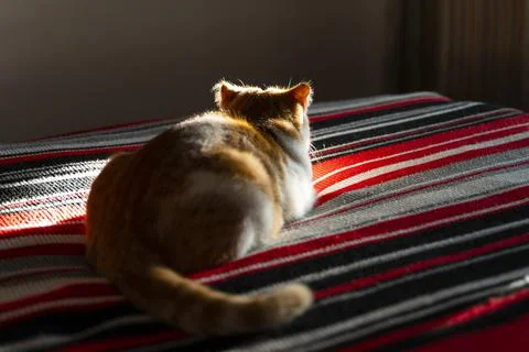 Back view of red and white cat lying on the bed. Stock Photos