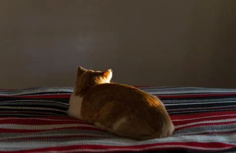 Back view of red and white cat lying on the bed. Stock Photos