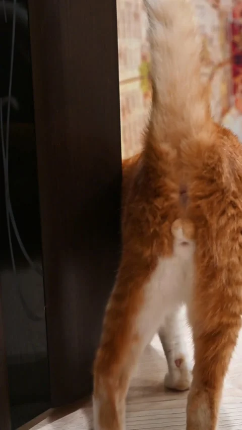 Back view of the red cat leaving the room Stock Footage 206433822