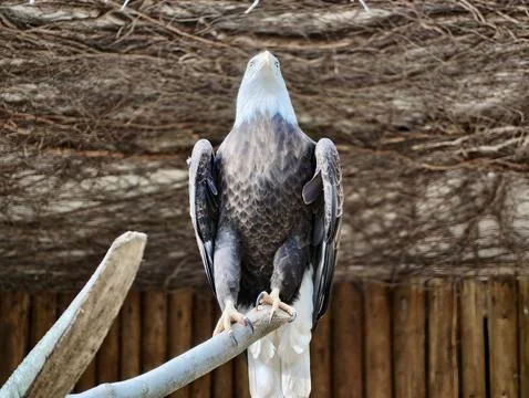 Back view of resting eagle. Rear perspective of calm eagle displaying detai.. Stock Photos
