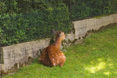 Back view of roe deer on the meadow. Zoo, wild animals and mammal concept Stock Photos