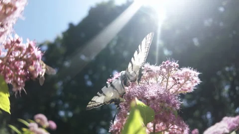 Back view of Scarce Swallowtail butterfly with wings spread as it drinks nectar Stock Footage 329200924