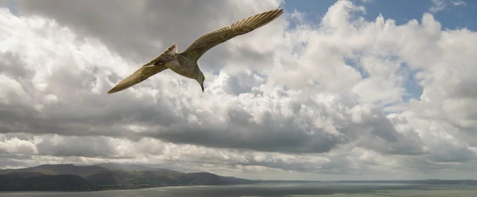 Back view of seagull bird flock are flying on the sky with white cloud Stock Photos