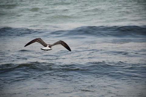 Back View of Seagull Flying over the Sea Stock Photos