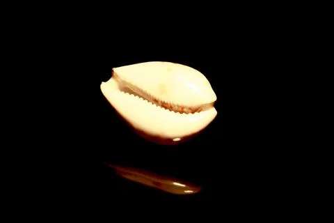 Back view of a shell isolated on black with reflections Stock Photos
