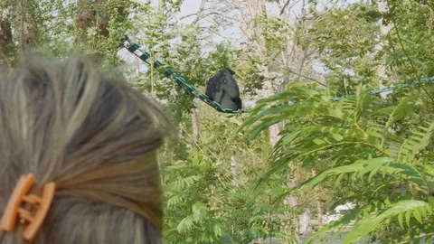 Back view of siamang sitting on ledder between trees Stock Footage 88211711
