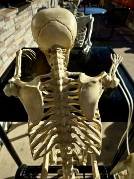 Back view skeletons at table Stock Photos