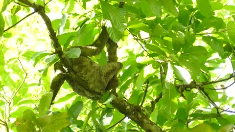 Back view of sleeping pygmy three toed sloth hanging on swinging tree branch Video stock 140166402
