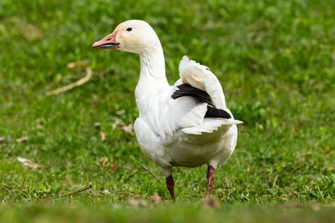 Back view of snow goose’s wing feathers Stock Photos